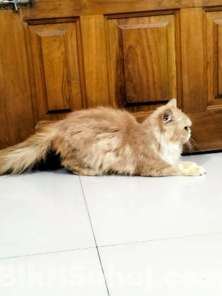 Persian male 6month